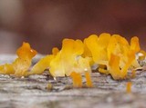 Dacryopinax spathularia image