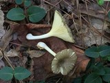Chrysomphalina strombodes image