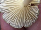 Chrysomphalina strombodes image