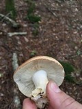 Russula compacta image
