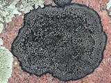 Rhizocarpon disporum image