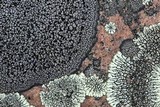 Rhizocarpon disporum image