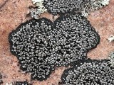 Rhizocarpon disporum image