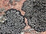 Rhizocarpon disporum image