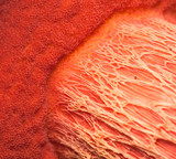 Boletus frostii image