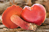 Boletus frostii image