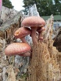 Gymnopilus luteofolius image