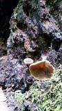 Simocybe centunculus var. centunculus image