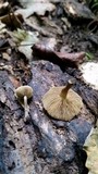 Simocybe centunculus var. centunculus image