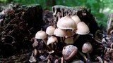Mycena inclinata image