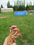 Gymnopilus luteofolius image