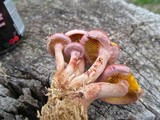 Gymnopilus luteofolius image