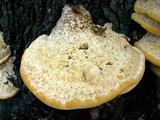 Vanderbylia robiniophila image