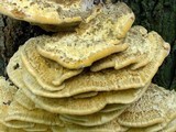Vanderbylia robiniophila image