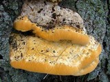 Vanderbylia robiniophila image
