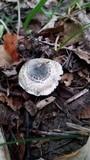 Lepiota atrodisca image