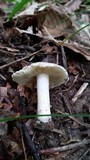 Lepiota atrodisca image