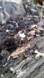 Mycena crocea image