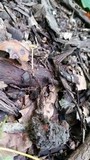 Mycena crocea image