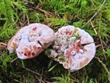 Hydnellum peckii image