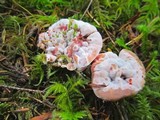 Hydnellum peckii image