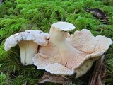 Cantharellus subalbidus image