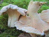 Cantharellus subalbidus image