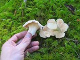 Cantharellus subalbidus image