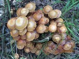 Kuehneromyces mutabilis image