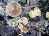Kuehneromyces mutabilis image