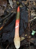 Mutinus elegans image