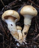 Suillus cothurnatus image