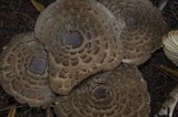 Chlorophyllum olivieri image