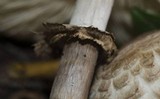 Chlorophyllum olivieri image