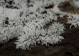 Ceratiomyxa fruticulosa var. fruticulosa image