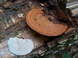 Ganoderma lobatum image