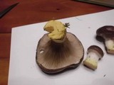 Gomphidius glutinosus image