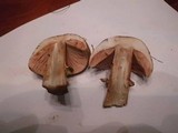Agaricus silvaticus image