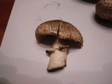 Agaricus silvaticus image