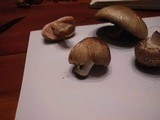 Agaricus silvaticus image