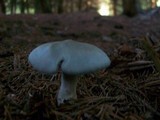 Clitocybe odora image
