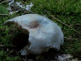 Clitocybe odora image