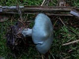Clitocybe odora image