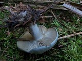 Clitocybe odora image