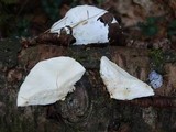 Tyromyces chioneus image