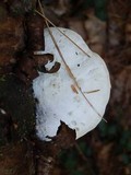Tyromyces chioneus image