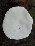 Tyromyces chioneus image