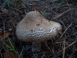 Echinoderma asperum image