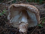 Echinoderma asperum image