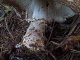 Echinoderma asperum image